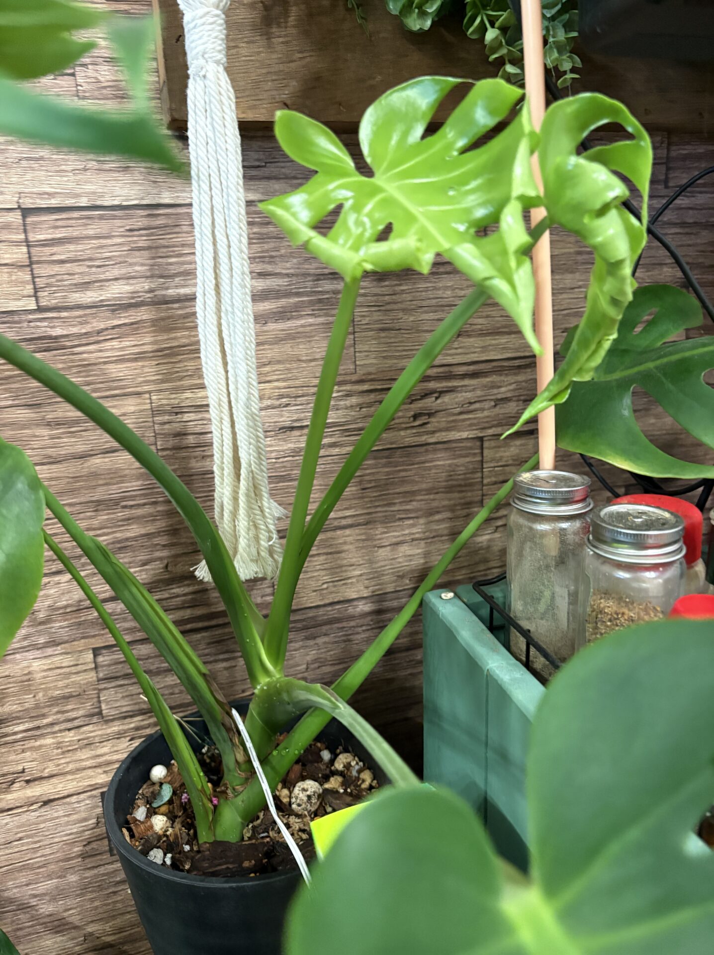 新芽を2つ展開するモンステラの成長点