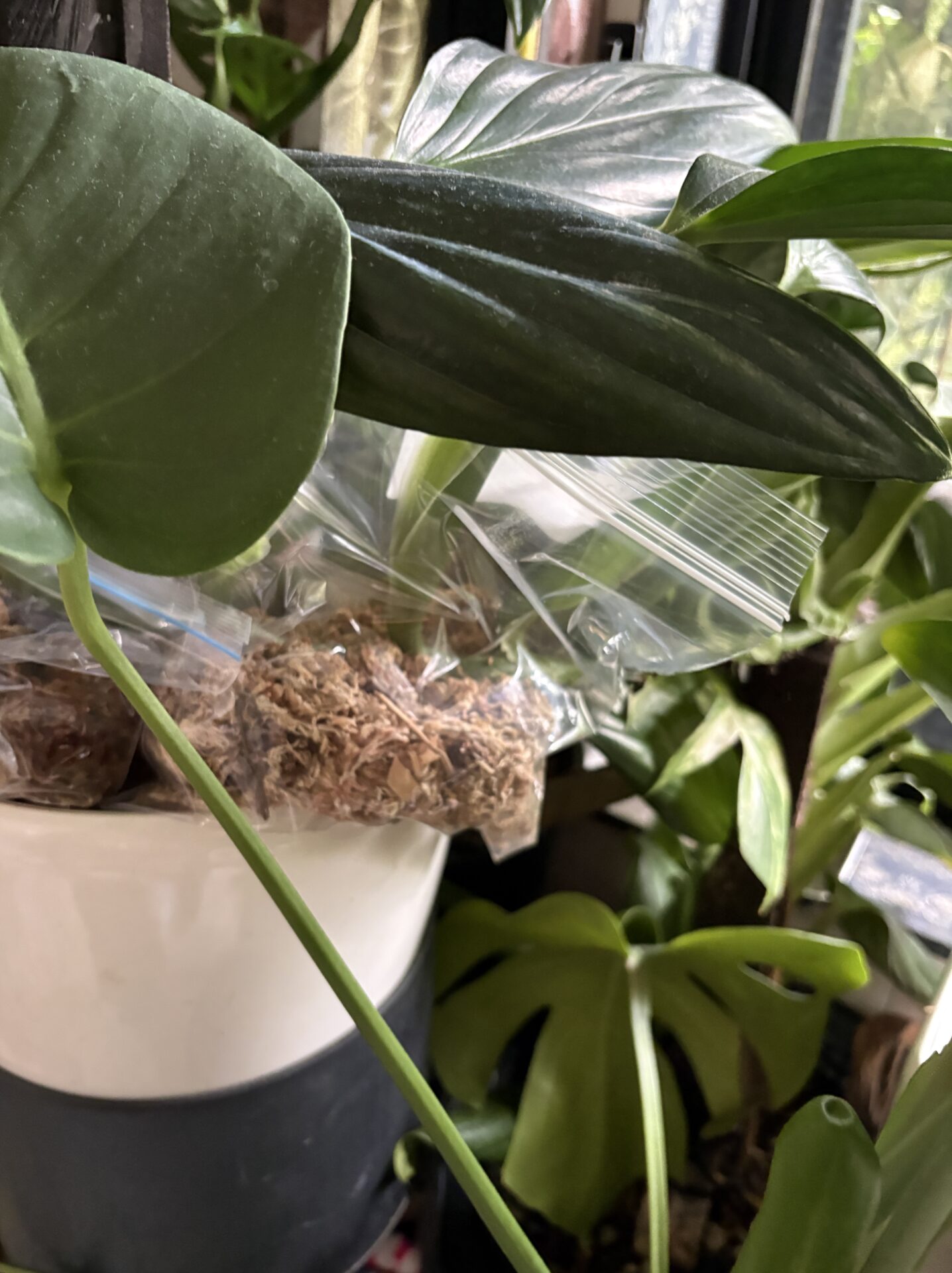 水苔で保湿しているが発根の兆しが見えないモンステラ・モルテーザ