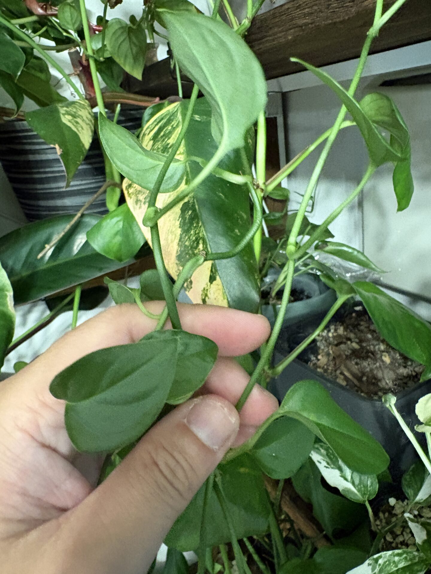 穴が空いていないモンステラ・オブリクア アマゾナスの葉
