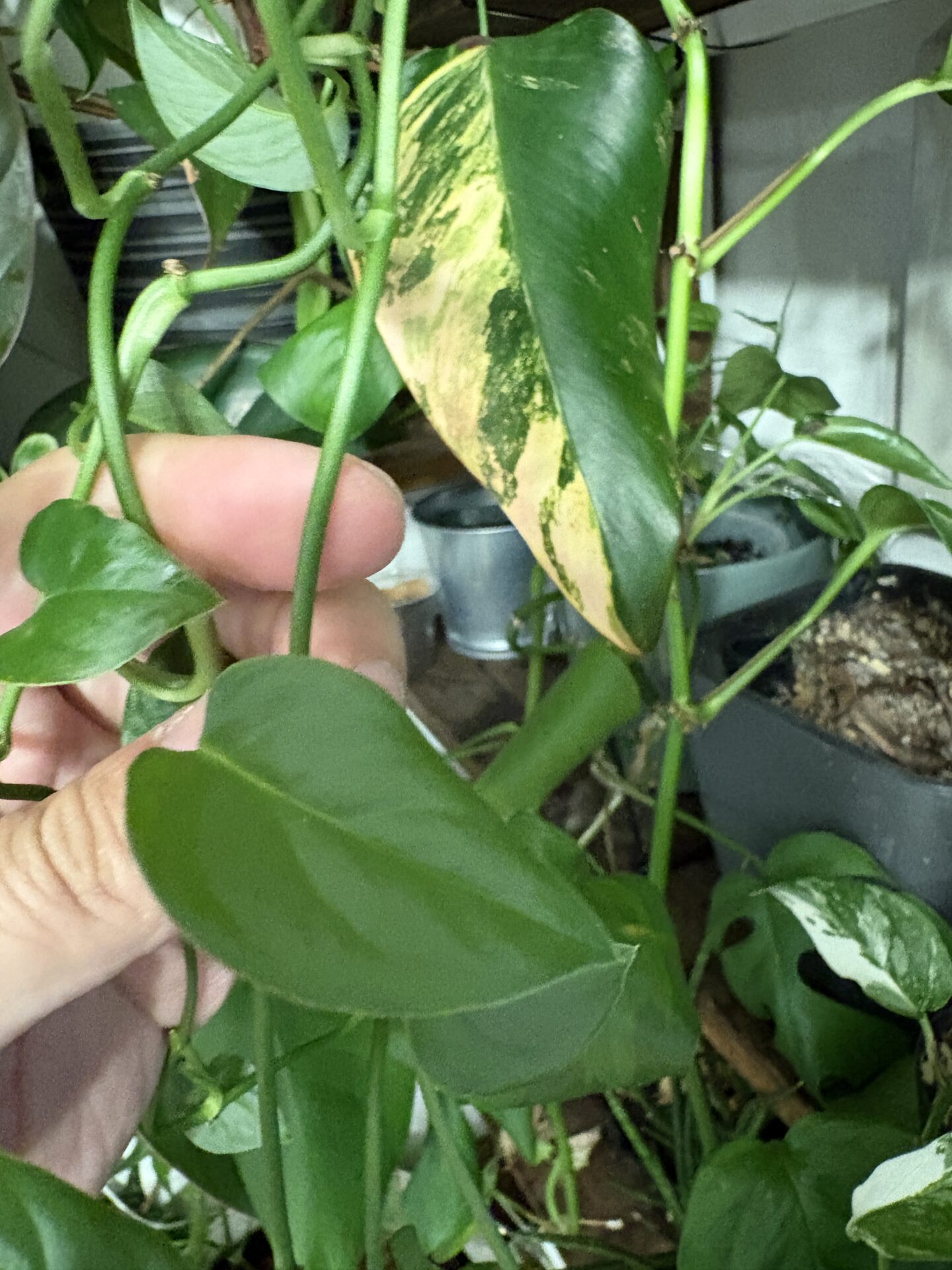 穿孔のない葉を展開するモンステラ・オブリクア アマゾナス