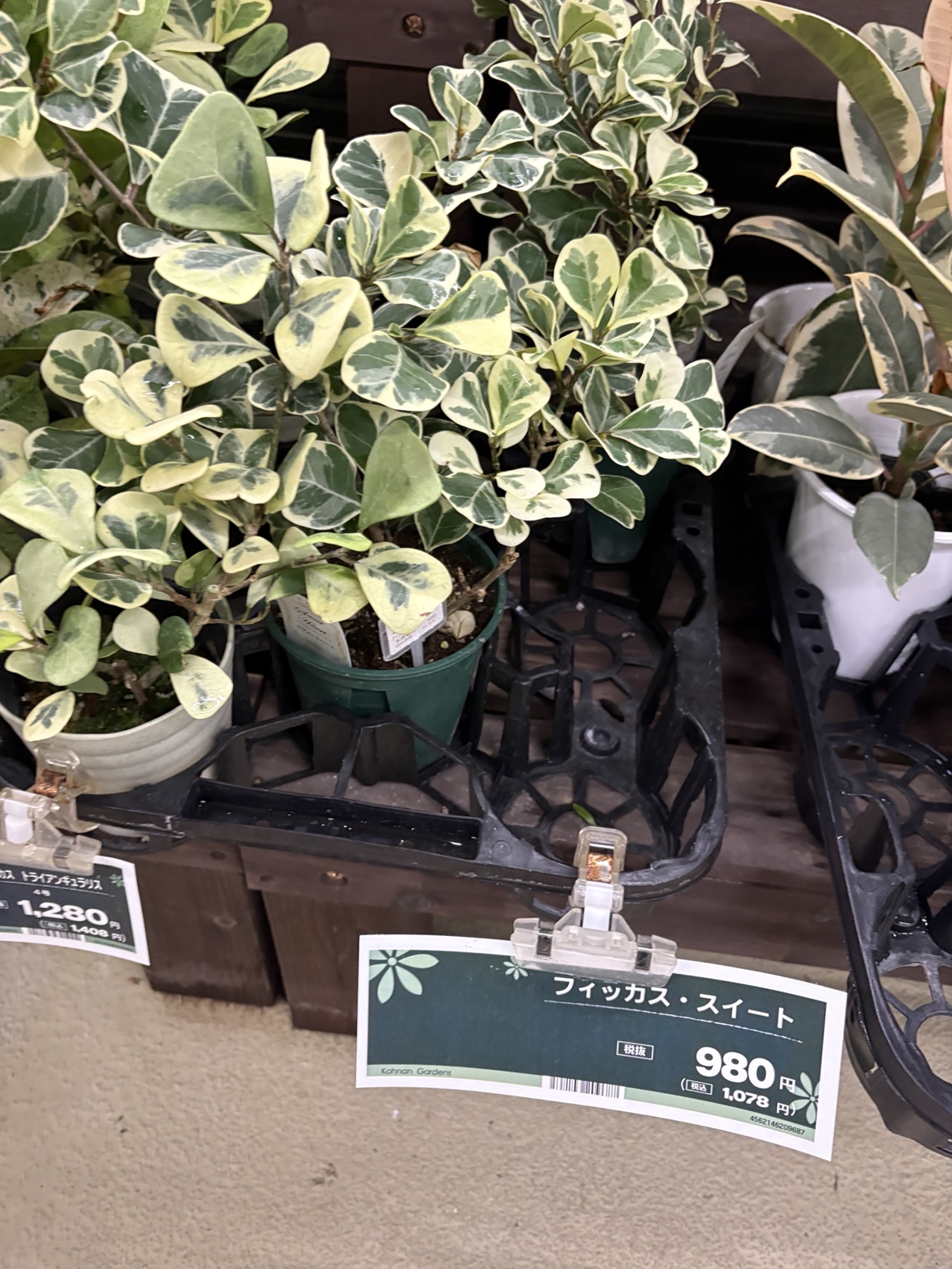 店頭に並ぶフィカス・スイートハートの斑入り株と税抜980円の値札