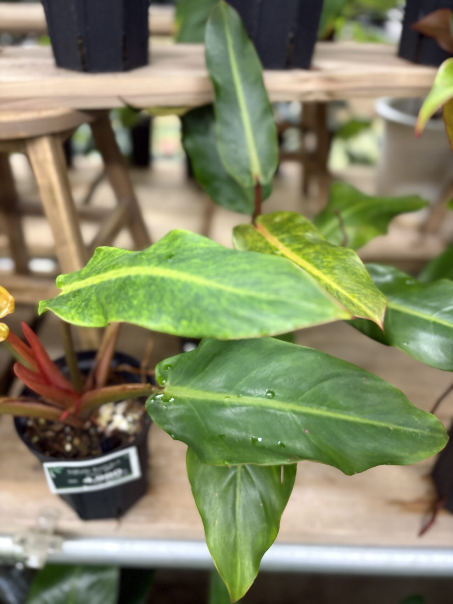 Philodendron Orange Marmalade 斑入り 葉