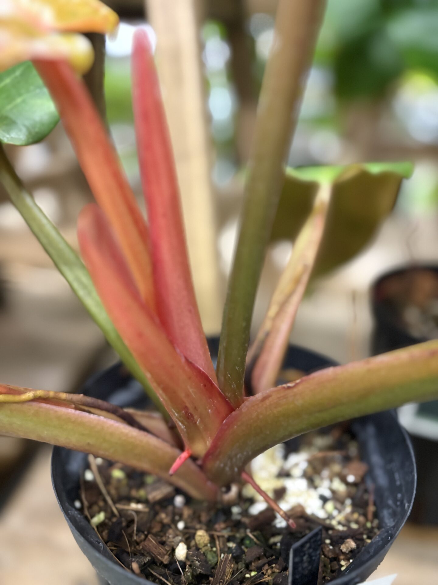 Philodendron Orange Marmalade Orange You Gorgeous
