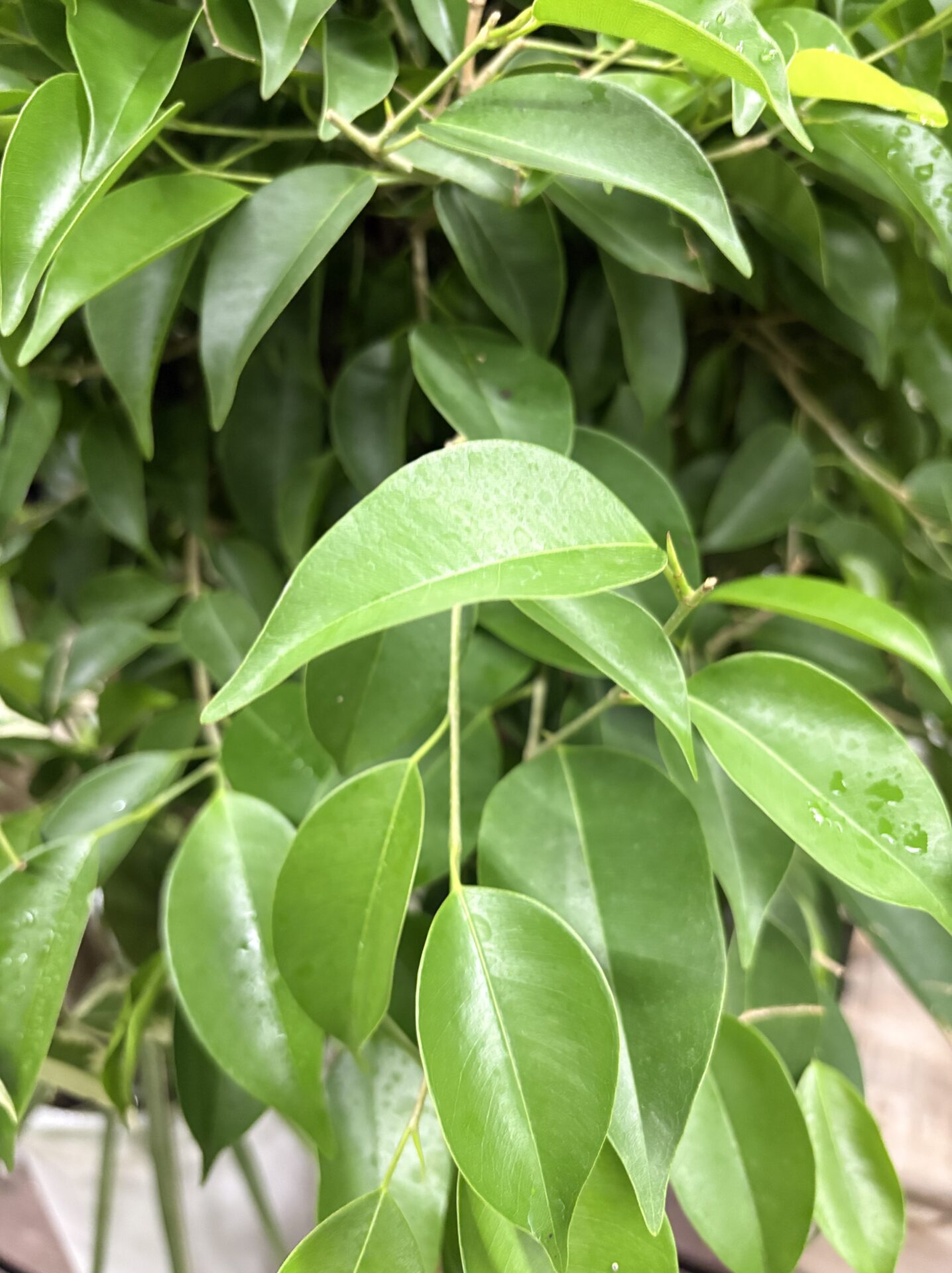 Ficus benjamina スタンダード 緑葉
