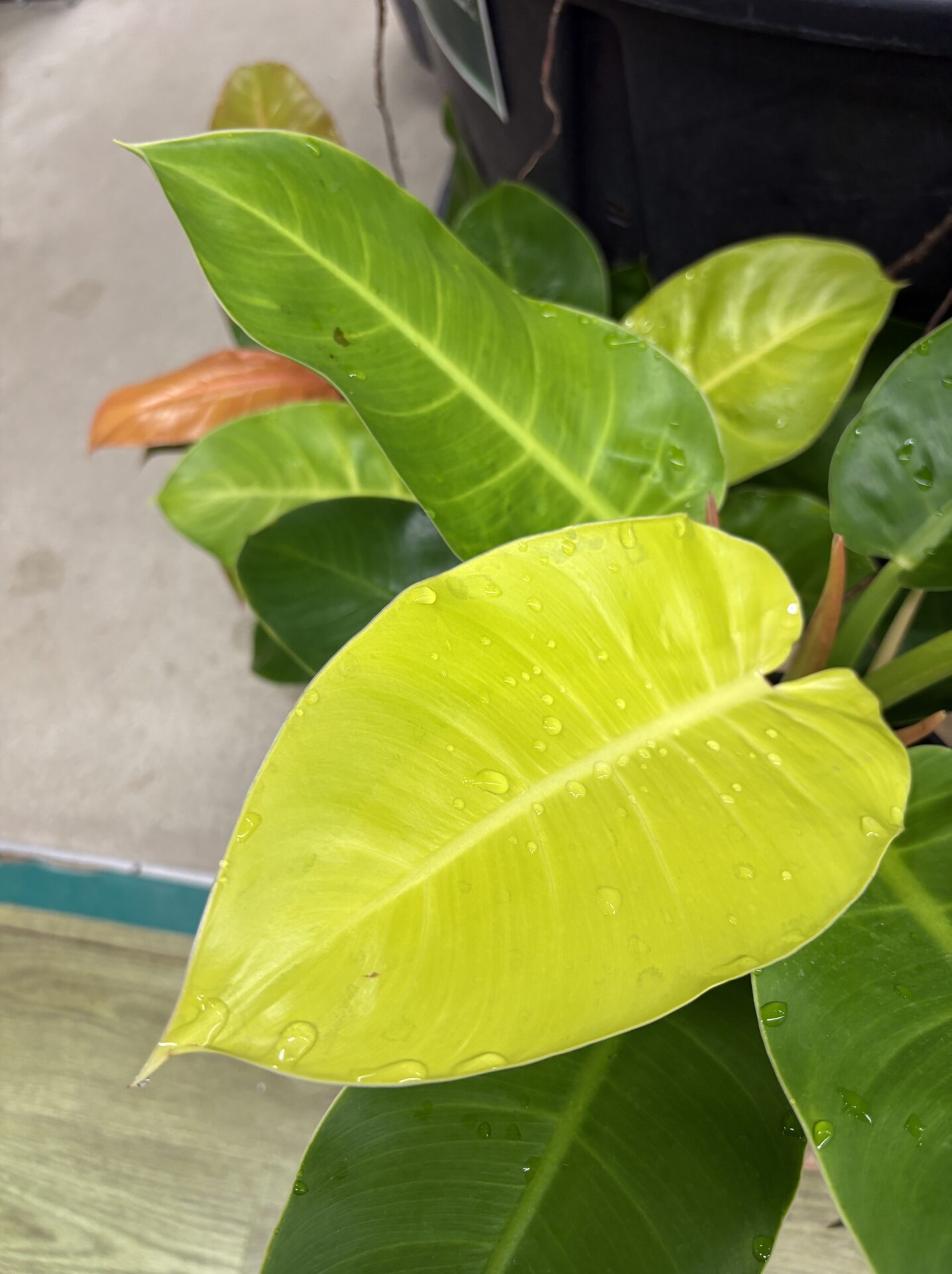 Philodendron Imperial Gold インペリアルゴールド 葉色