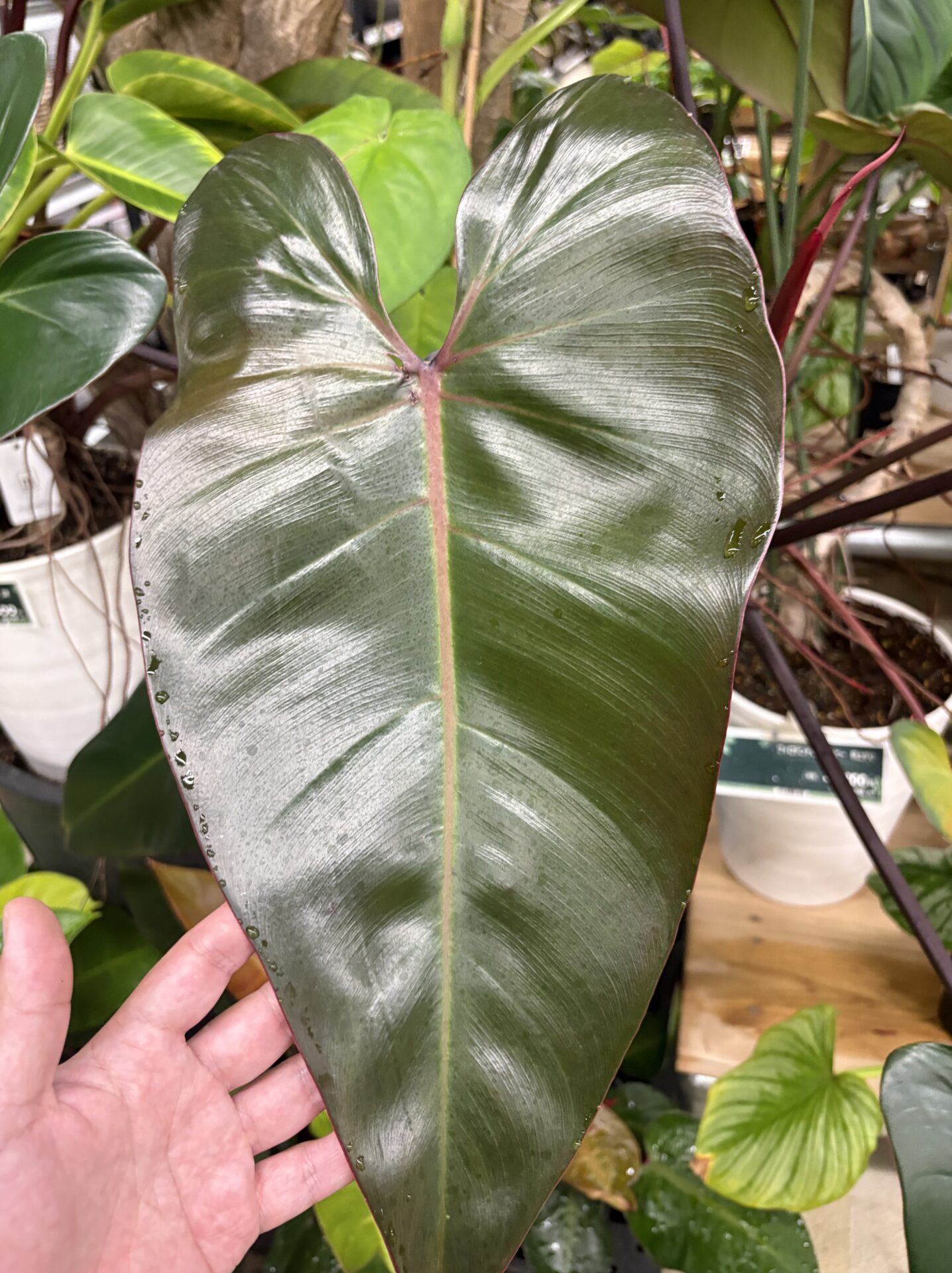 フィロデンドロン ルビー 大株 茎