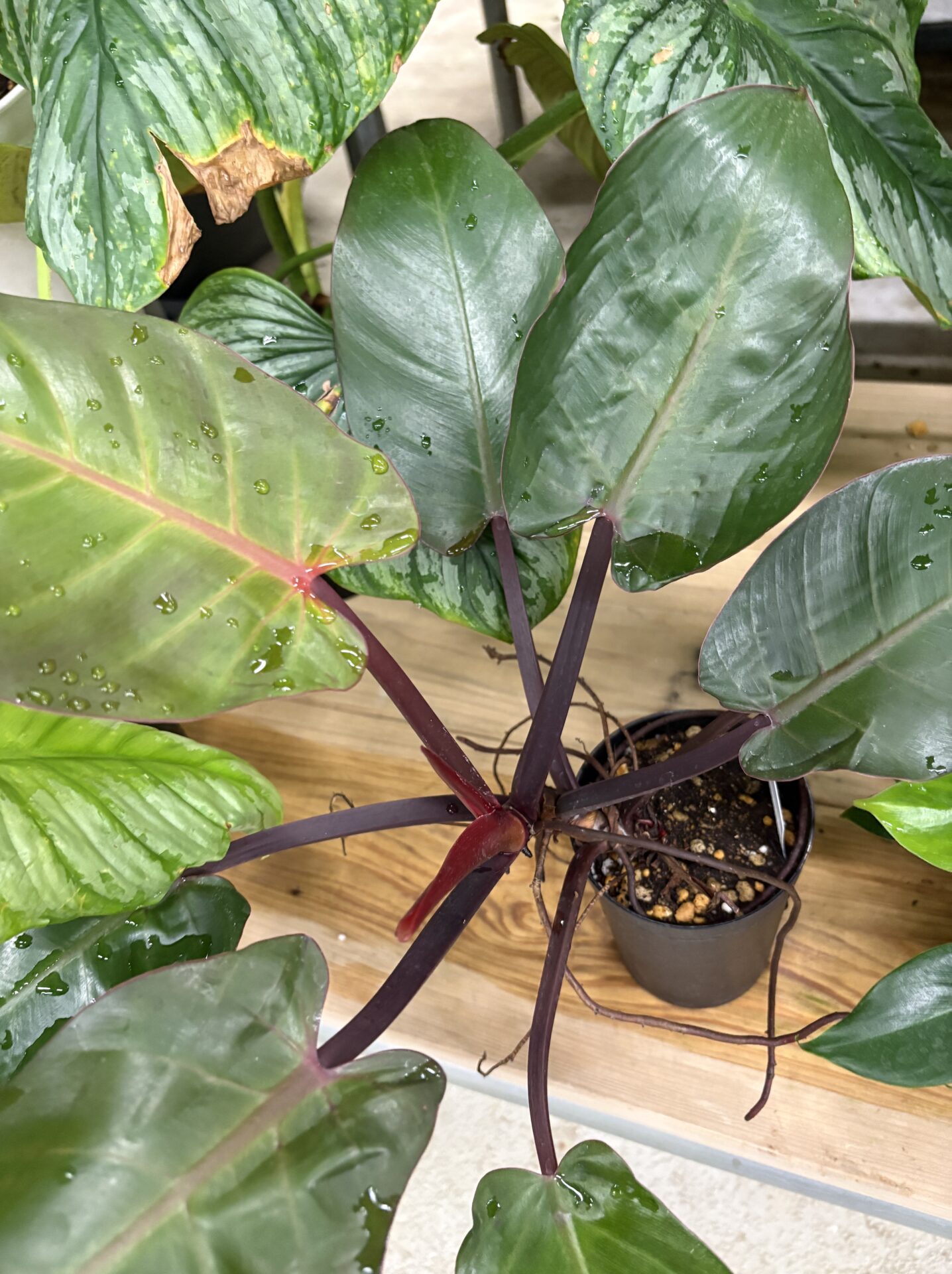 Philodendron Ruby 成熟株 店舗大株