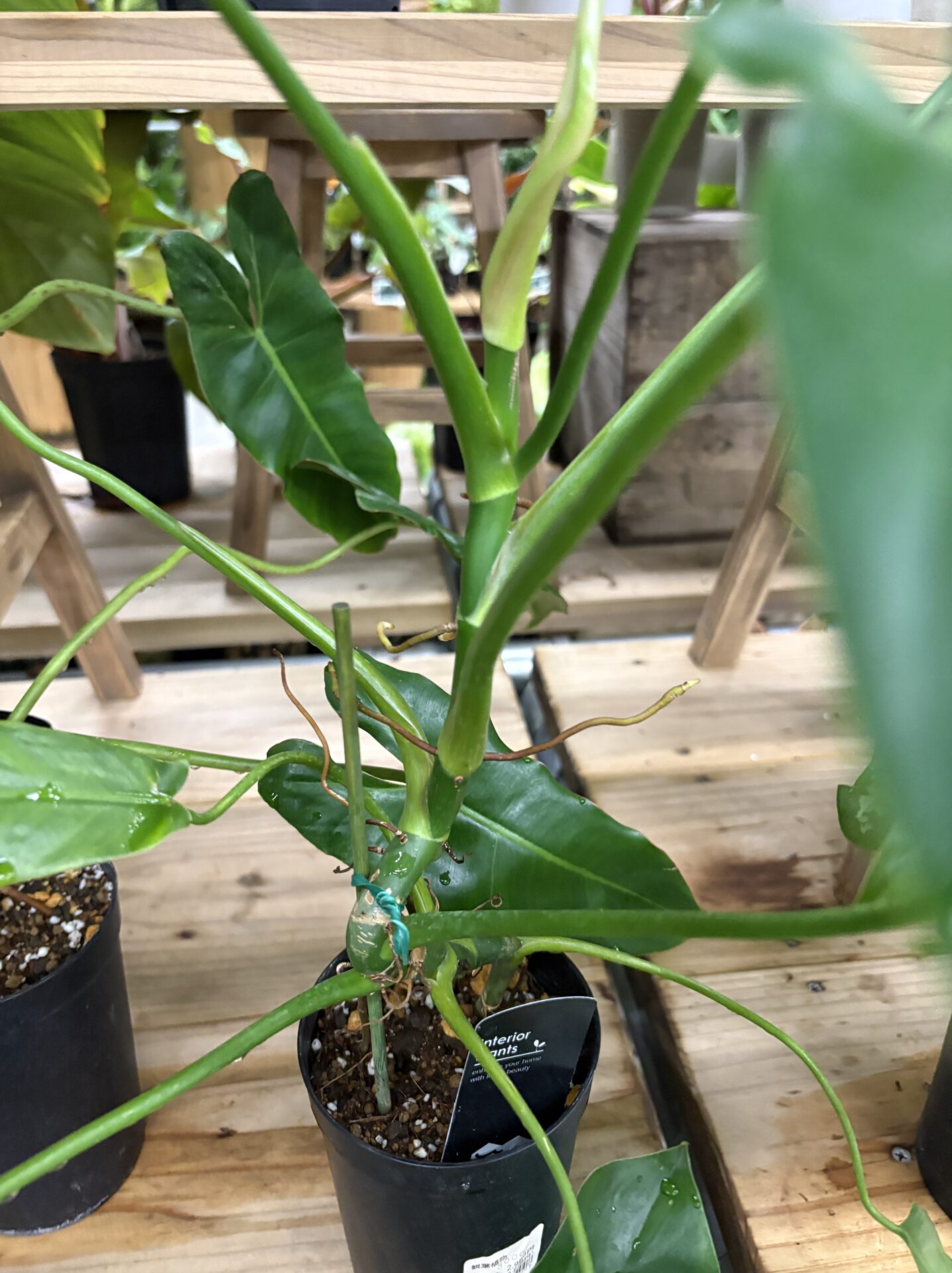 Philodendron fenzlii tripartitum 葉形