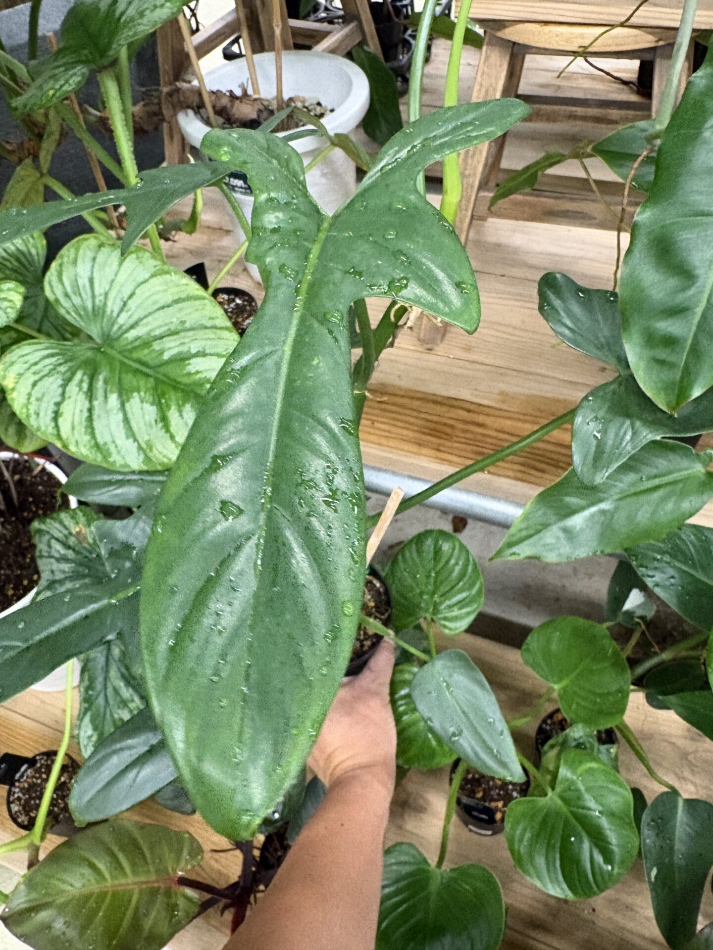 フィロデンドロン フェンズリー Philodendron tripartitum