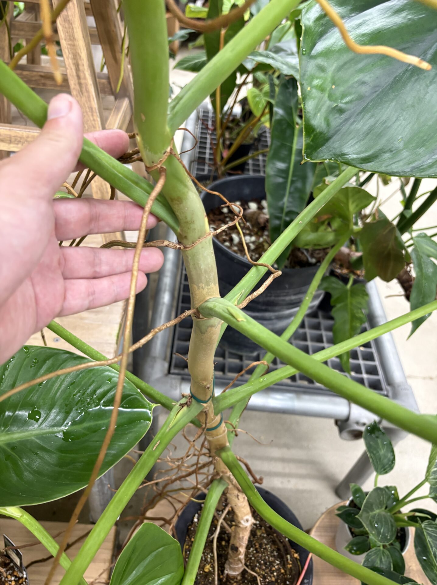 Philodendron bipennifolium 店頭販売株