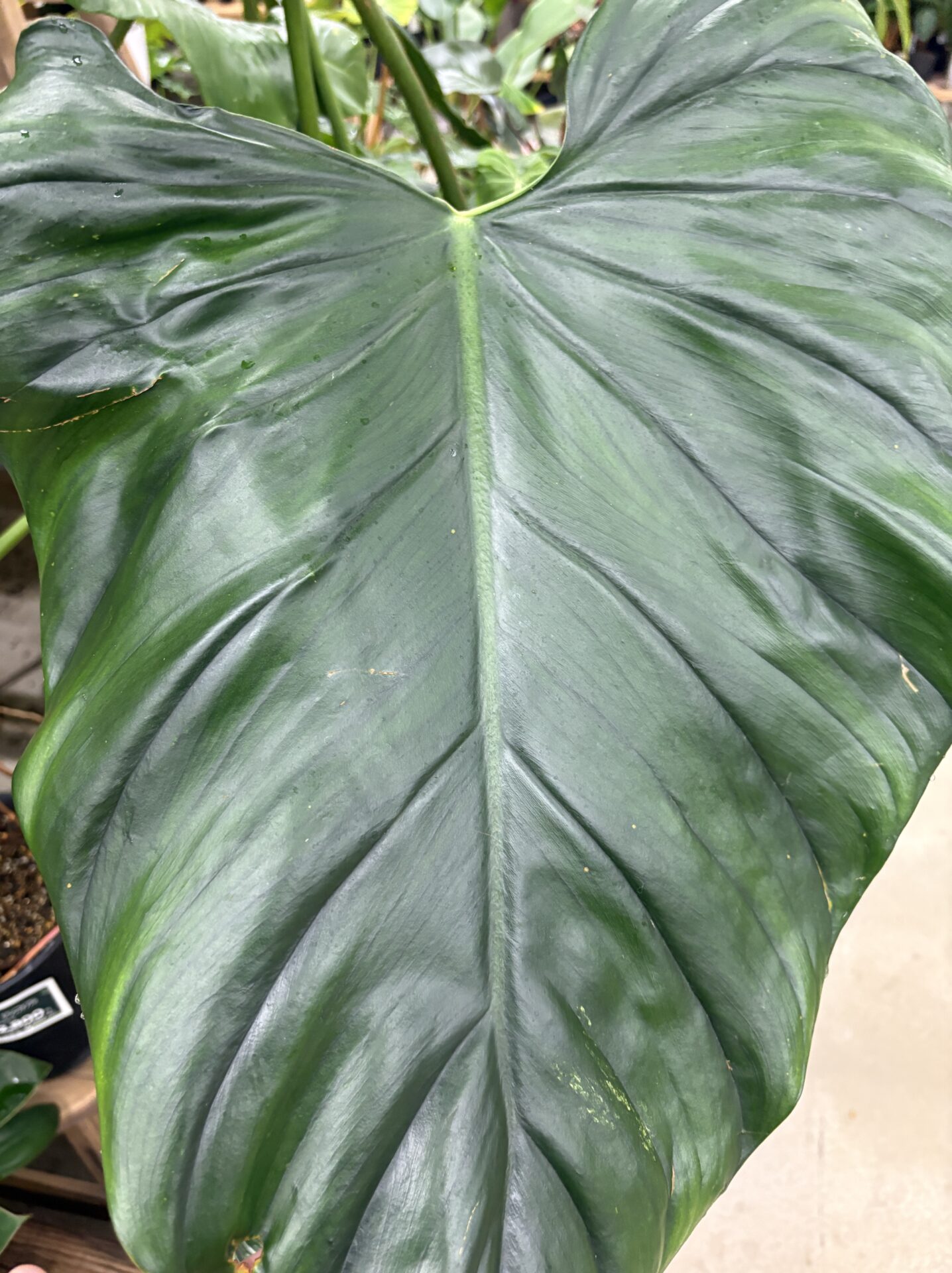 Philodendron sp Colombia 葉