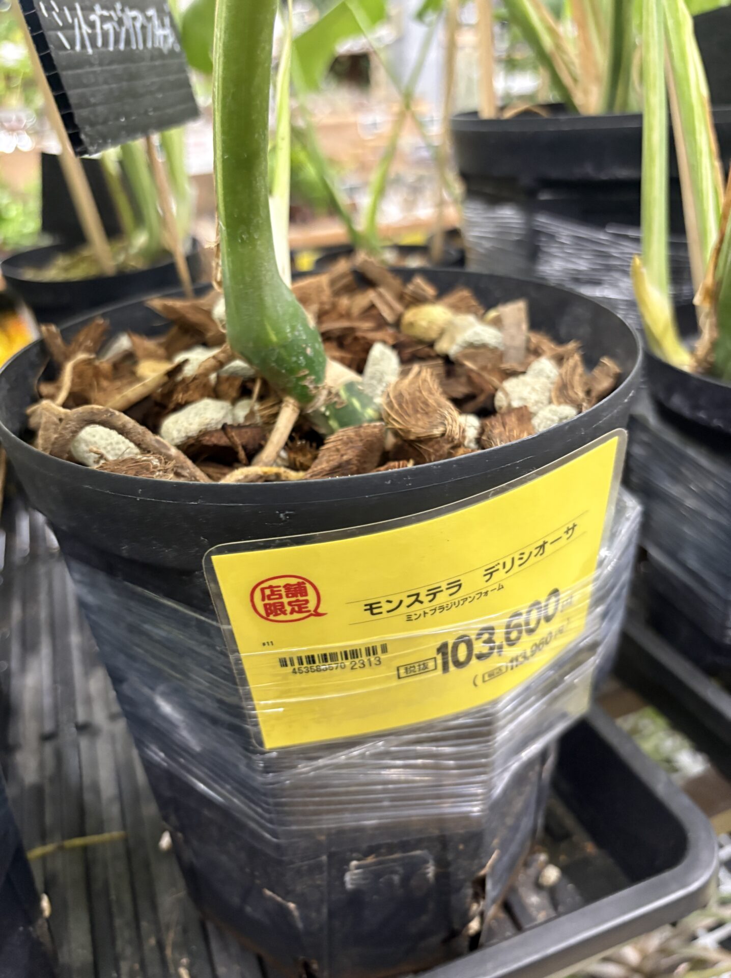 モンステラ ブラジリアンフォームの斑入り葉