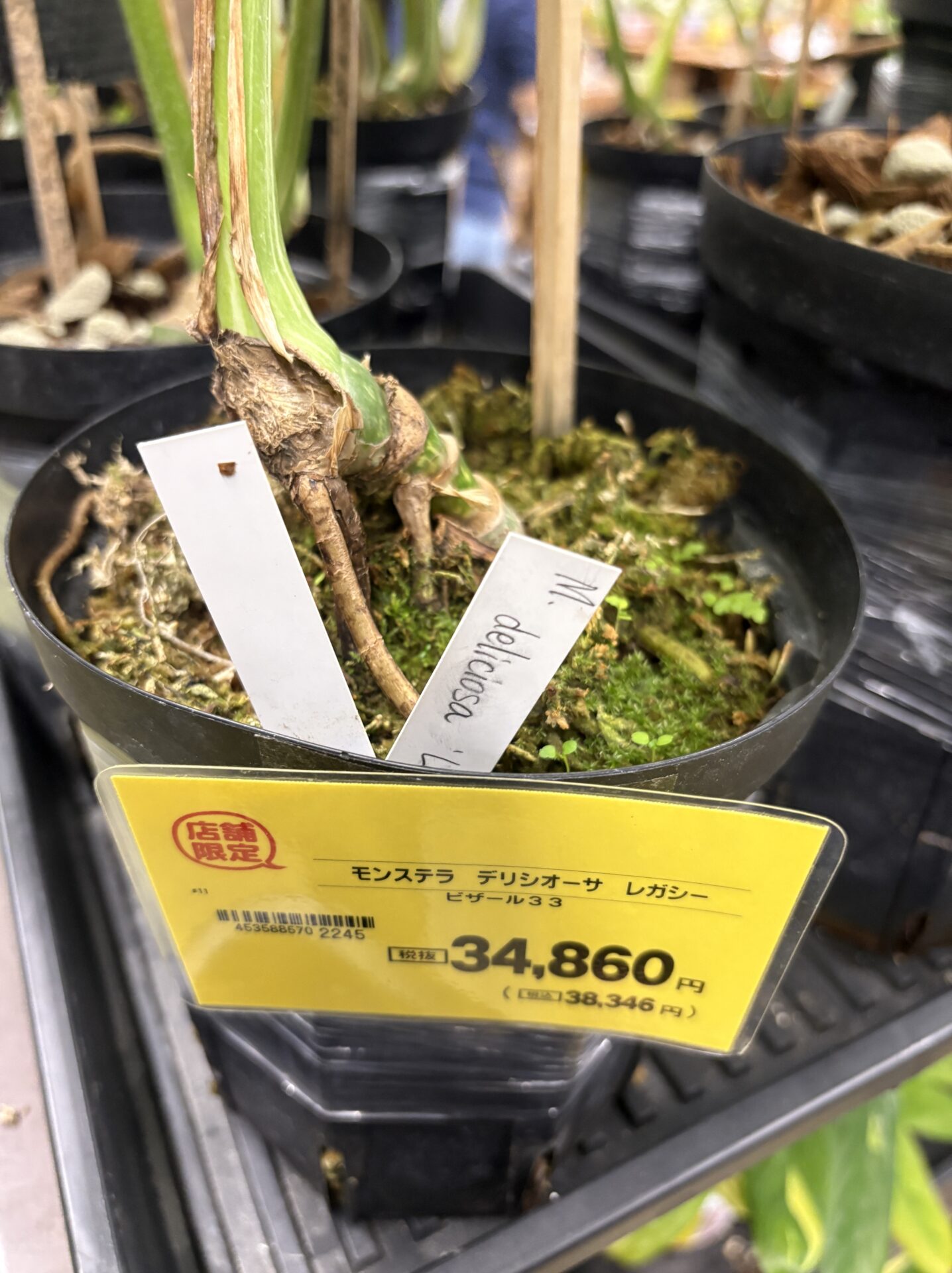 モンステラ レガシーの斑入り葉