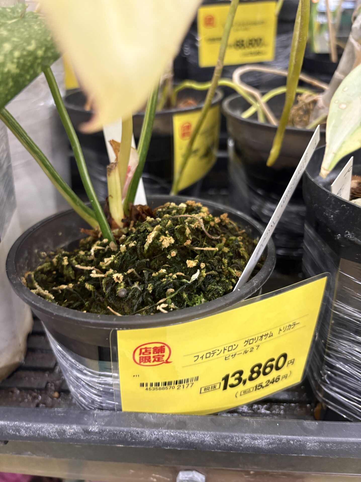 グロリオサム トリカラーの斑入り葉 店舗株