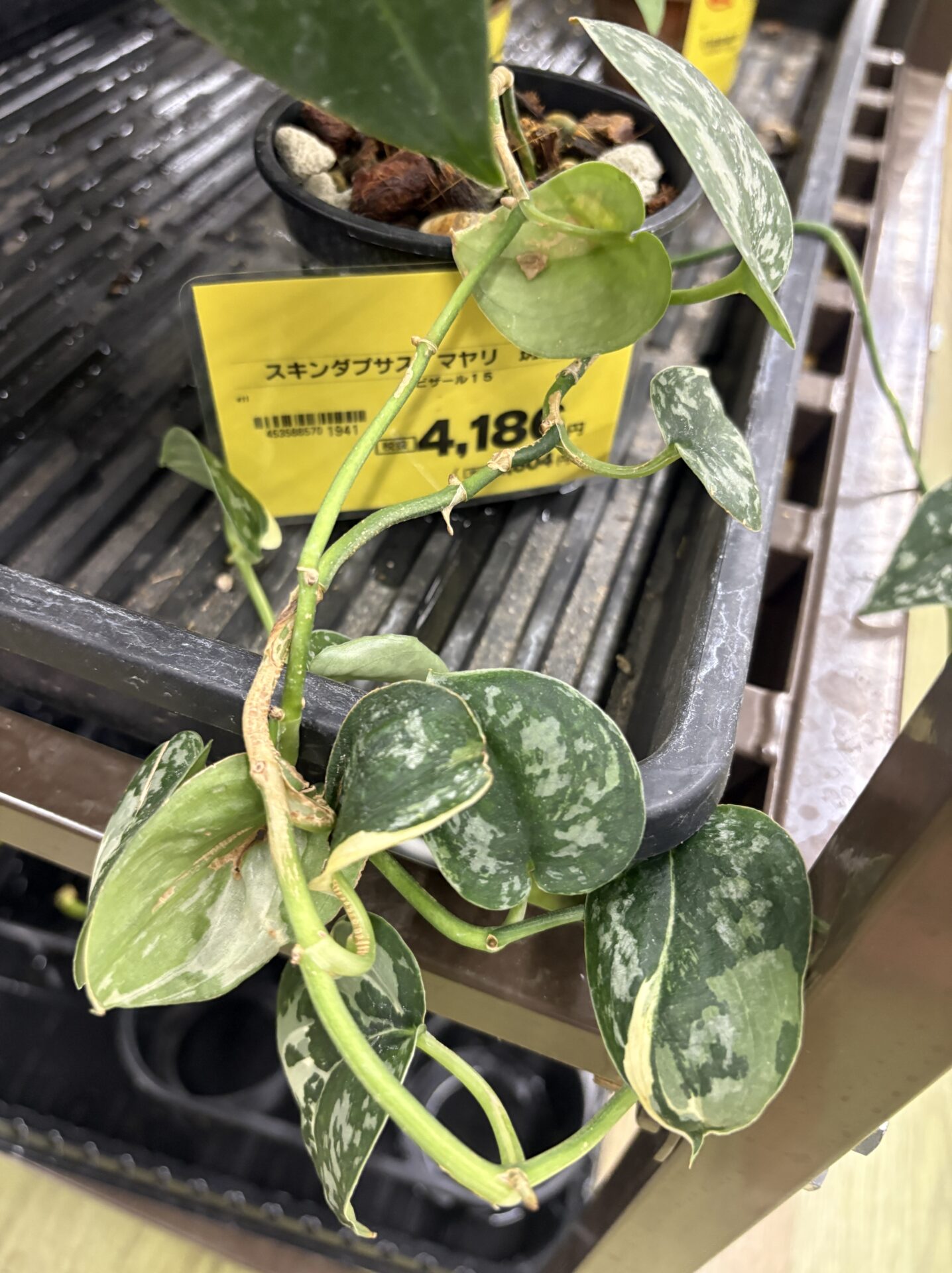 店頭で販売されていたスキンダプサス マヤリ