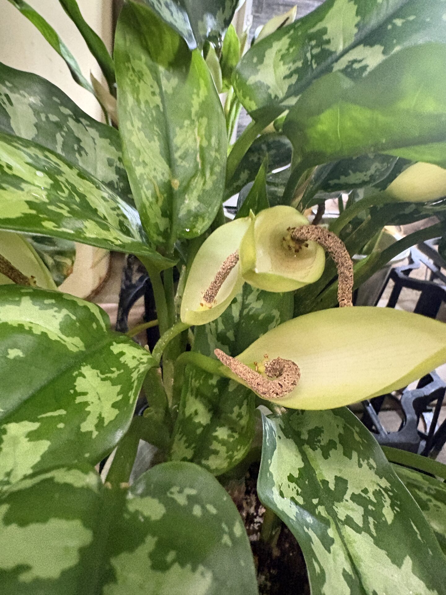 店頭のアグラオネマ・マリアで開いたクリーム色の仏炎苞と曲がった茶褐色の肉穂花序