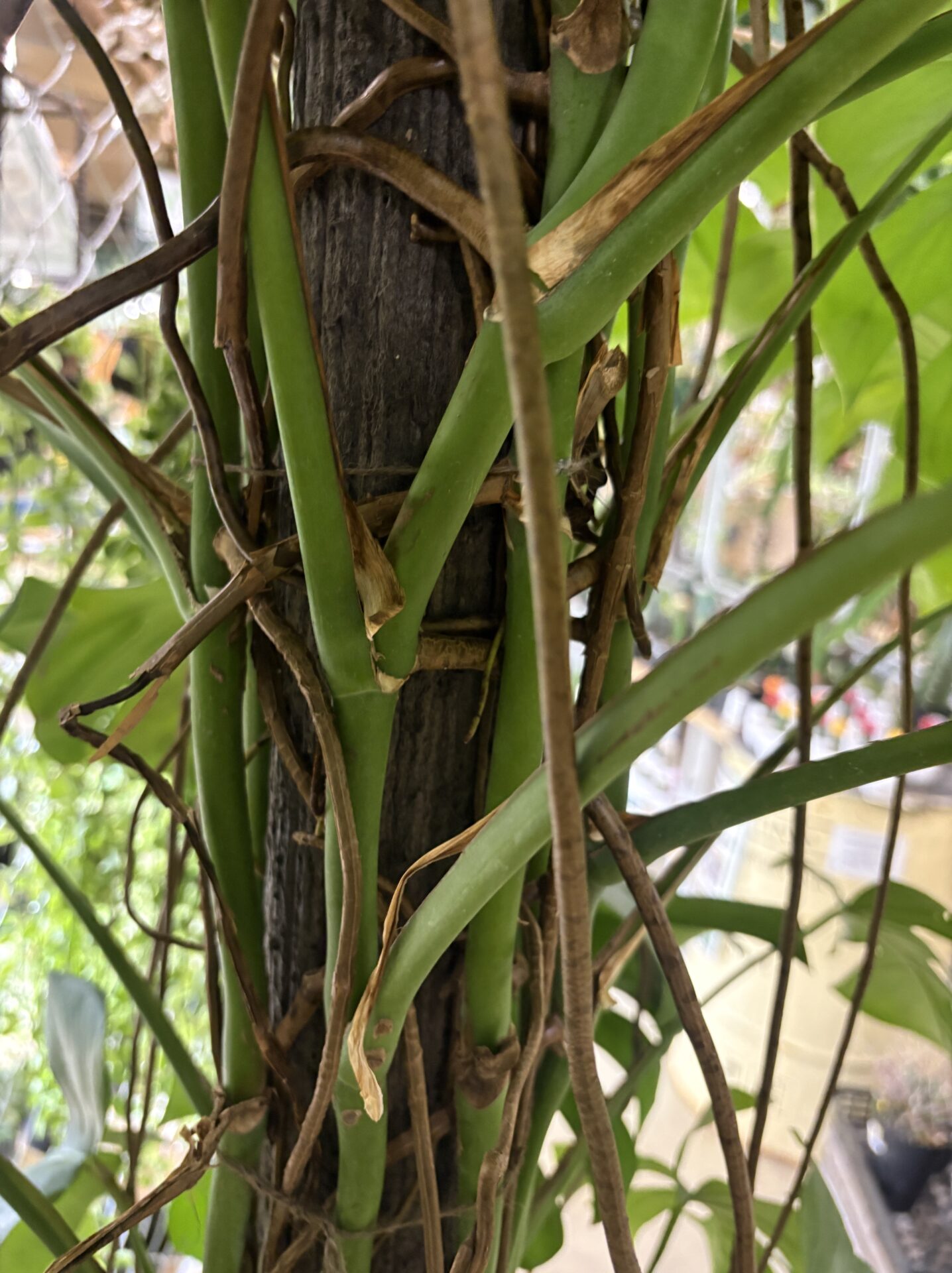 一般的な大型デリシオーサより細く見えるモンステラの茎