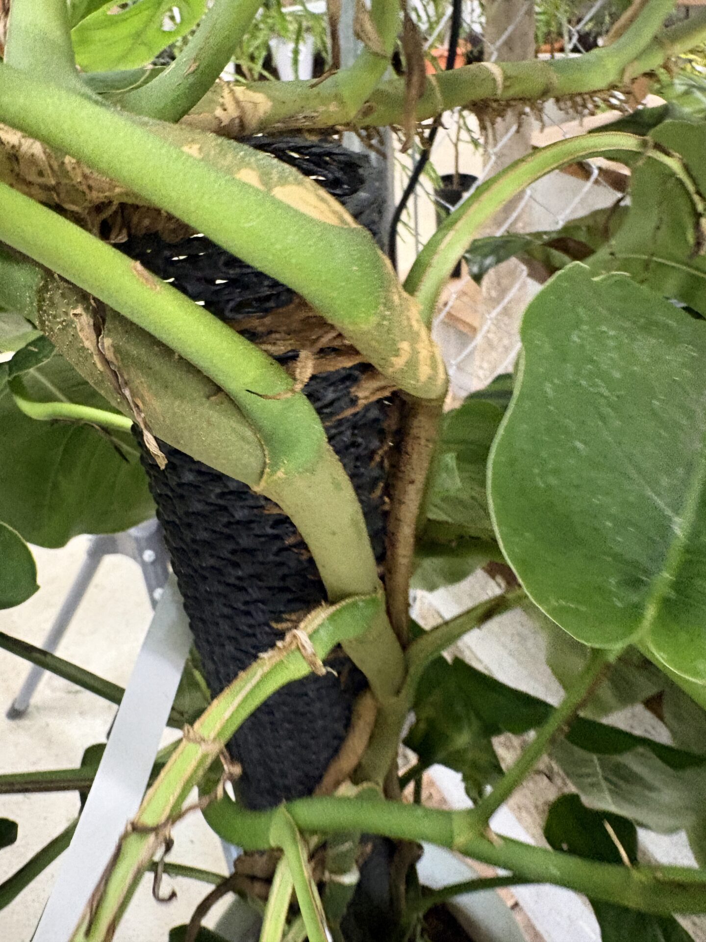 成長によって葉姿が変わるモンステラ デュビア