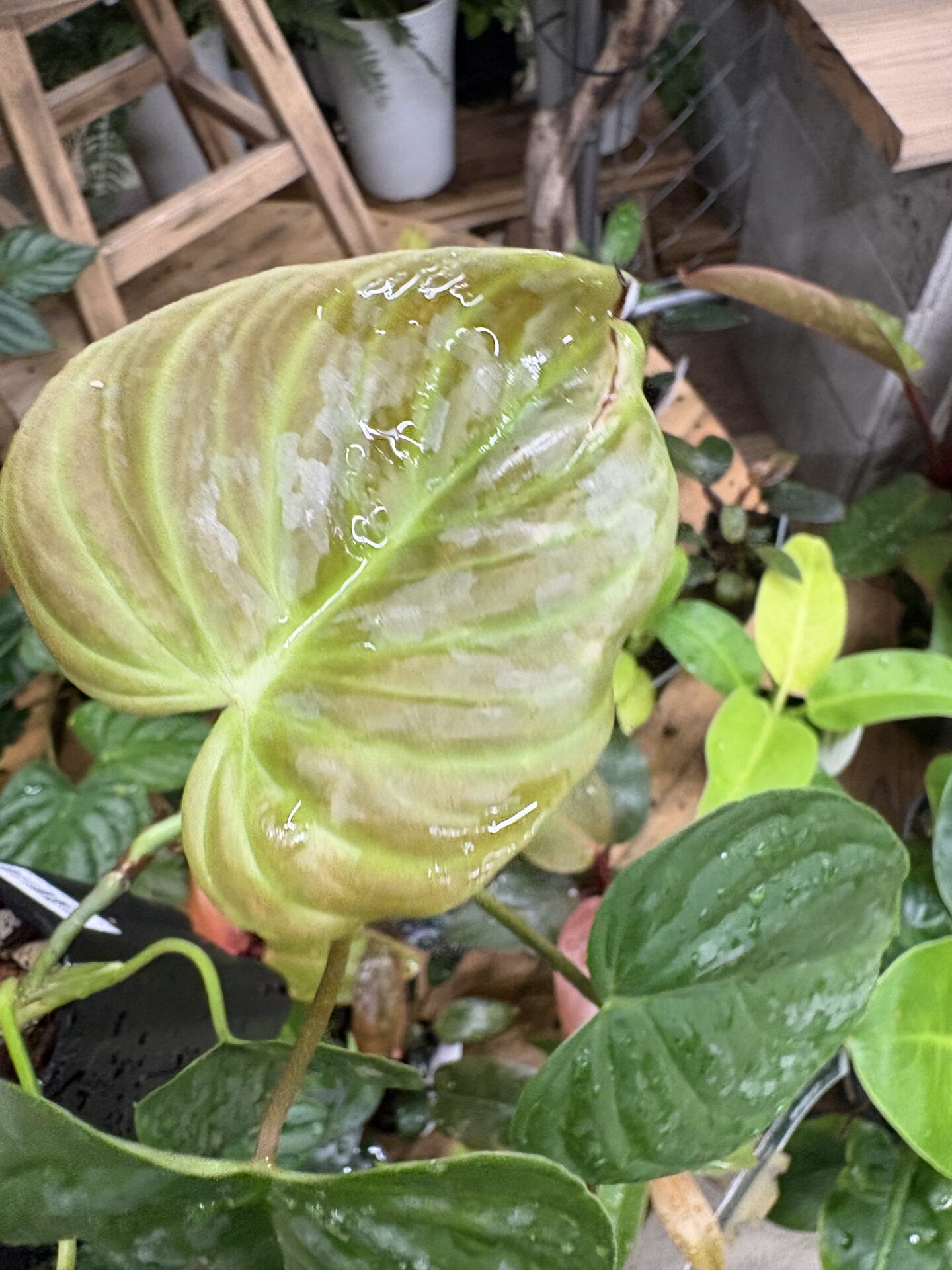 植物タグと実物の同定に注意したい店頭フィロデンドロン