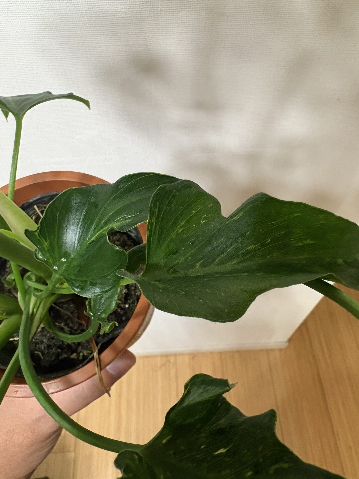 セロームの葉に現れた斑入り状の模様