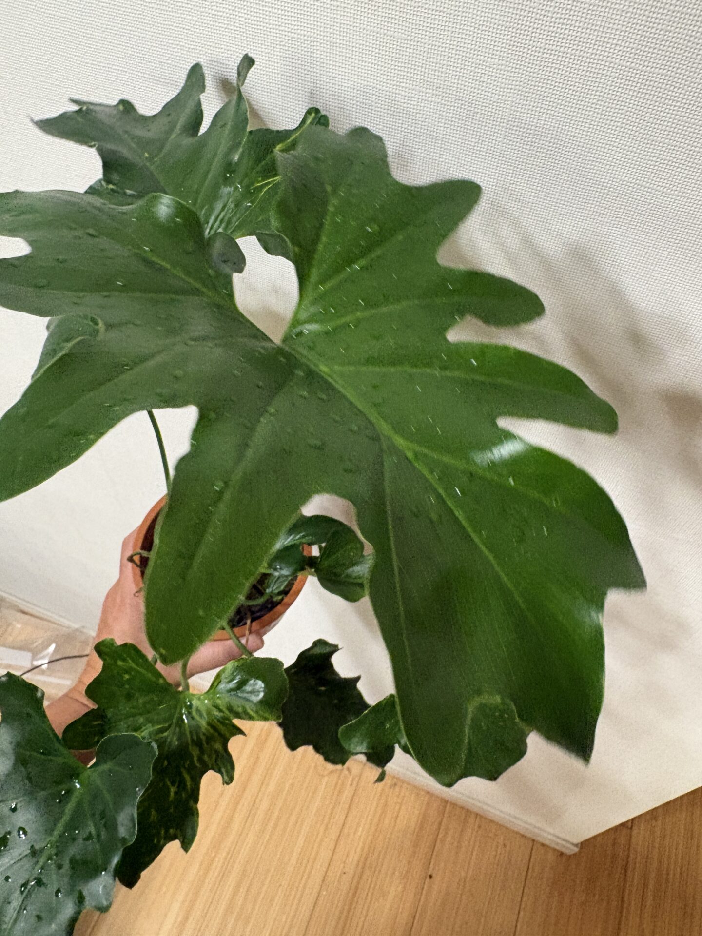 斑入り状の特徴が続いているセロームの葉