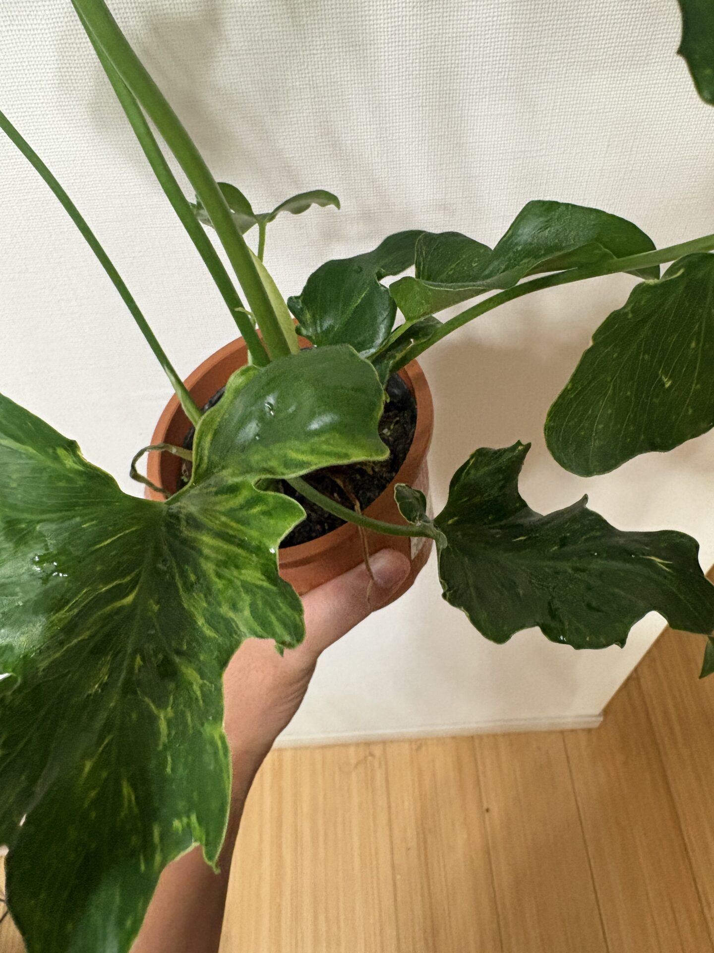斑入り状のミューテーションが継続するセローム