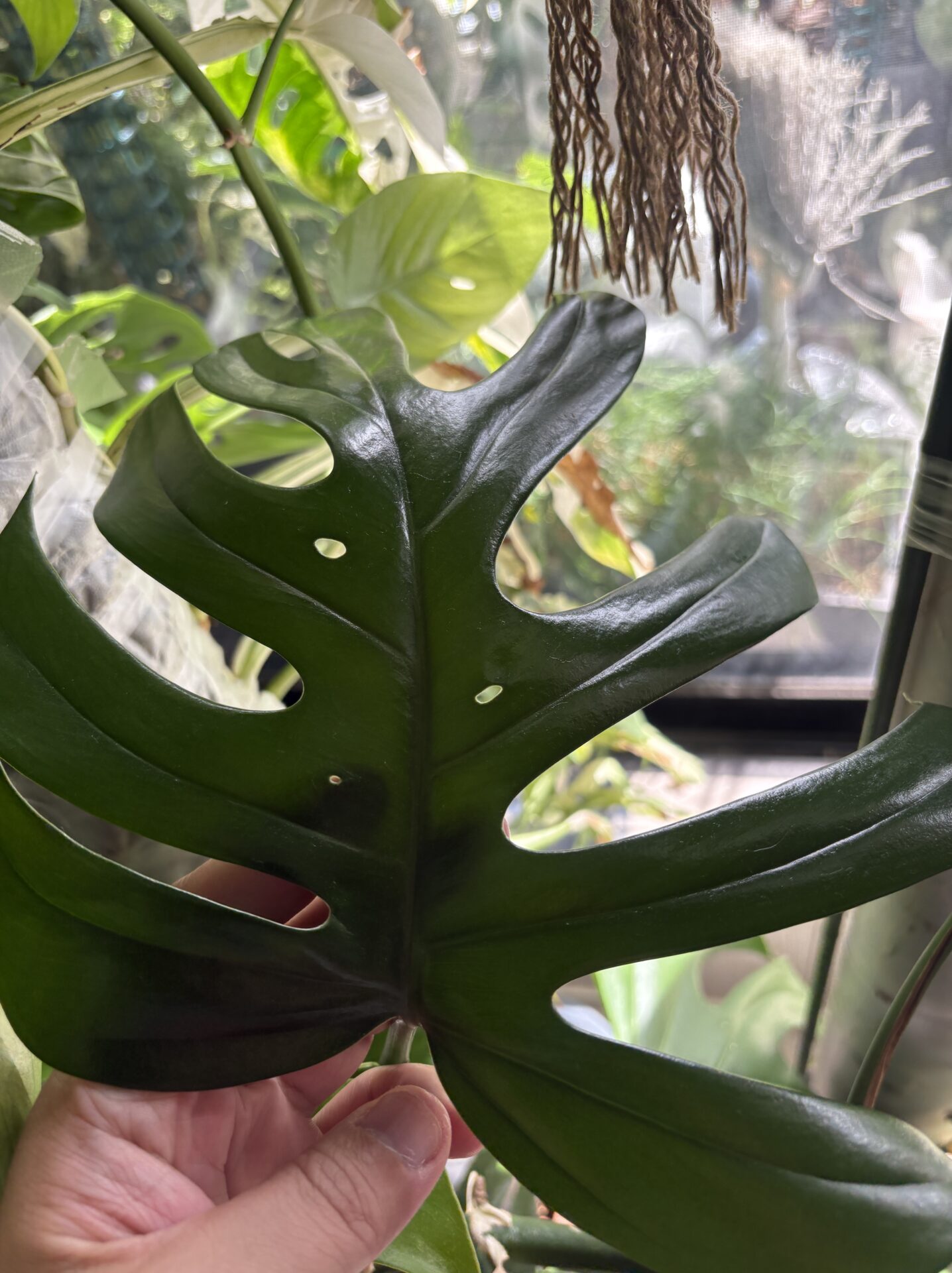 Rhaphidophora sp Flame候補の葉