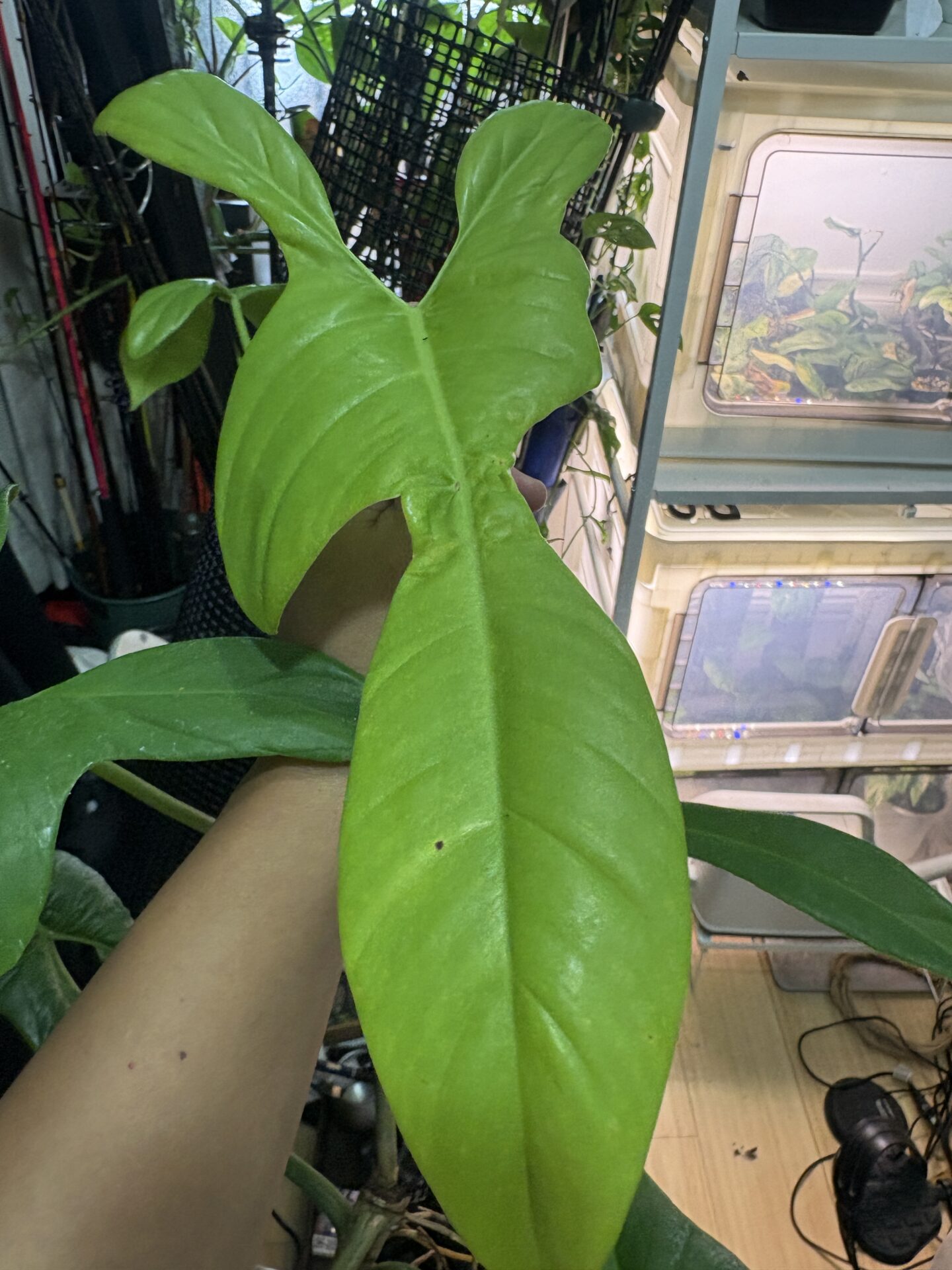 Philodendron bipennifolium Aurea 大株