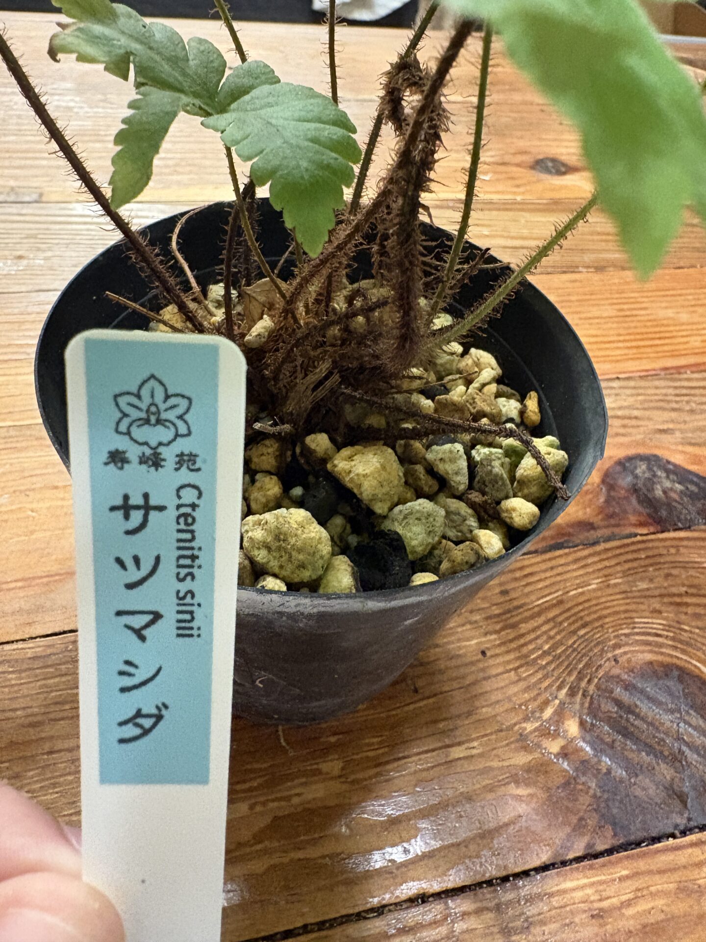サツマシダの若株を上から見た様子