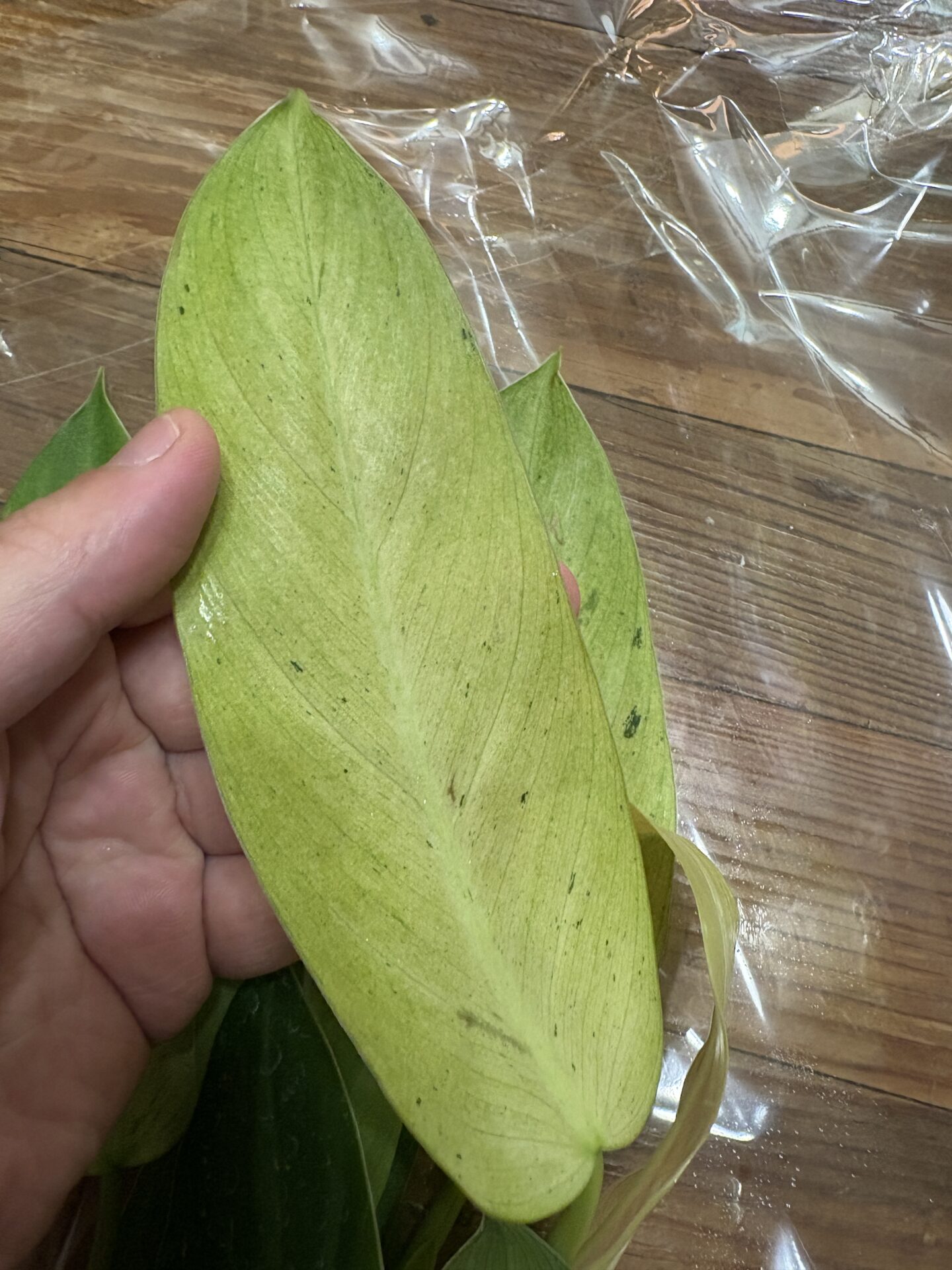 フィロデンドロン・ホイップルウェイの葉と茎