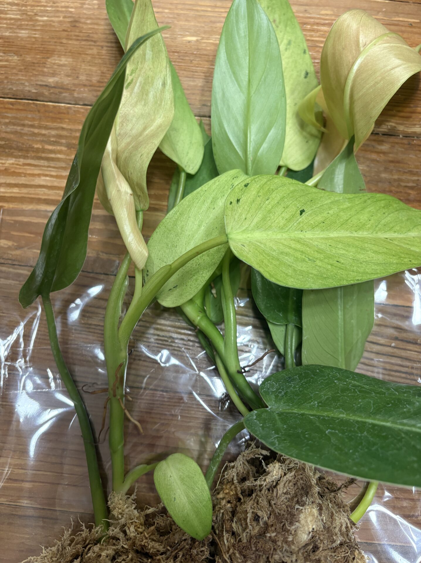 海外ナーセリーから購入した植物の水苔と根の状態