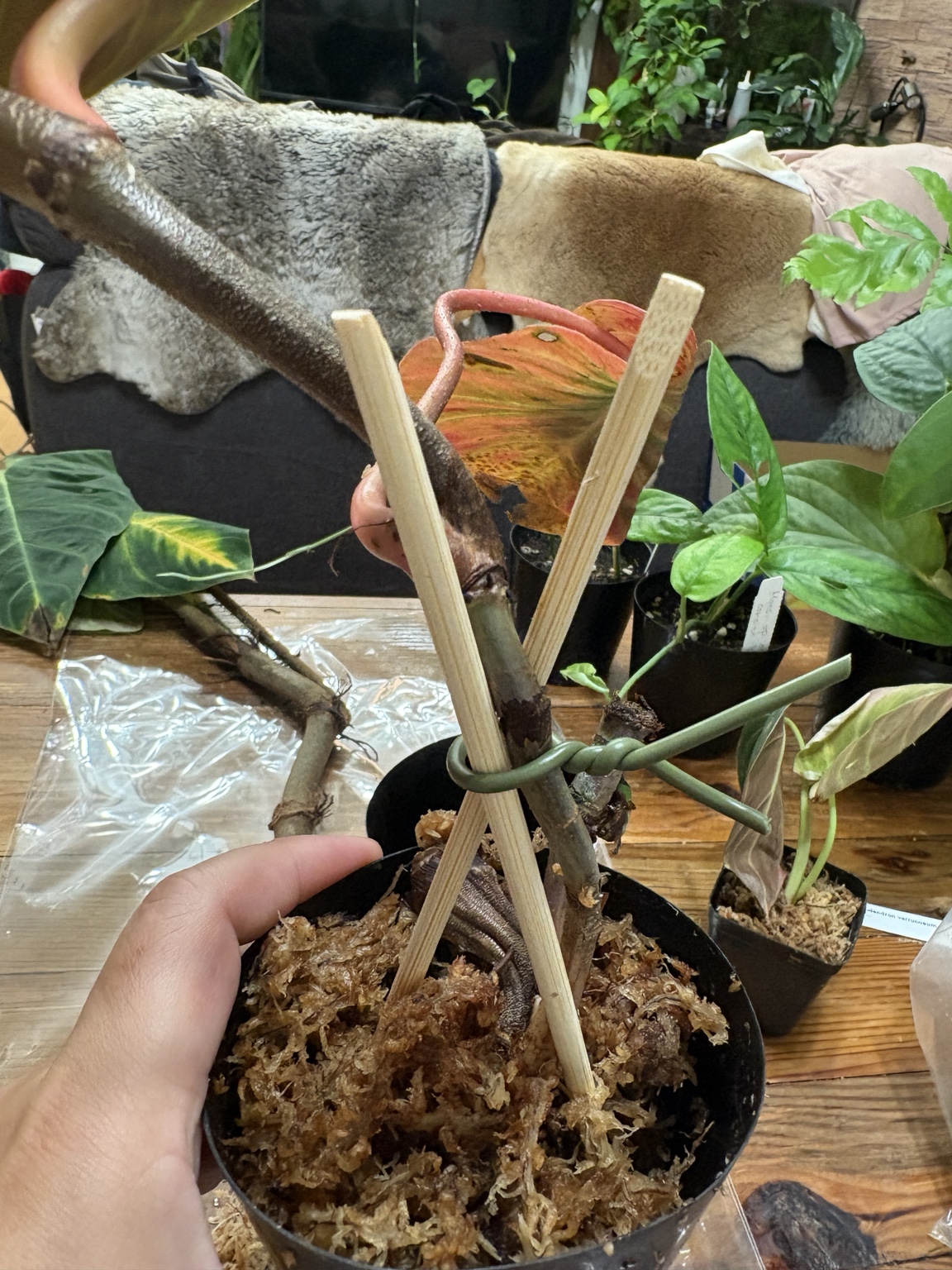 ベルコーサムの茎を割り箸2本で支えた購入後の鉢