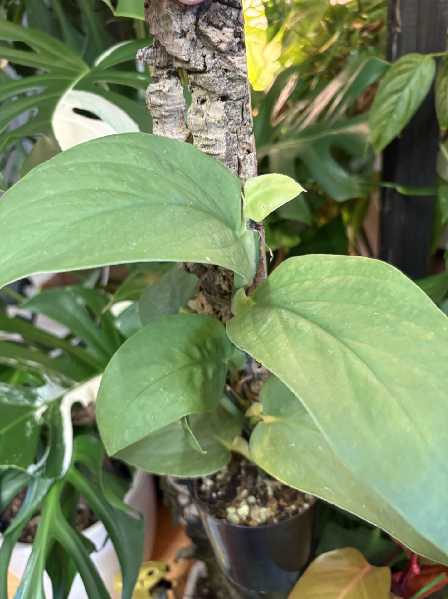 オキボタで購入したRhaphidophora celatocaulis表記の株