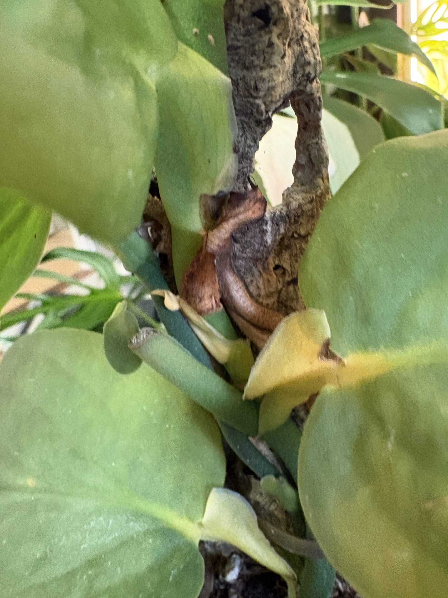 サキシマハブカズラ Rhaphidophora korthalsii の購入株