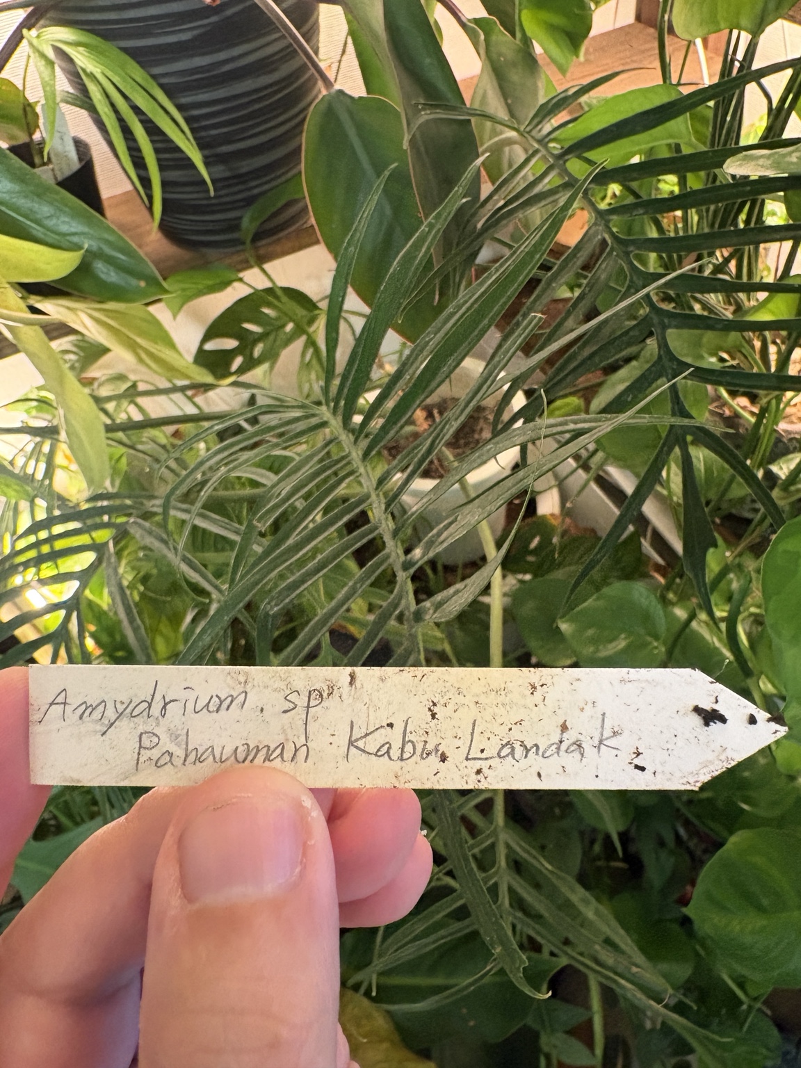 オキボタで撮影した手書きの植物ラベル。Amydrium sp. Pahauman Kab. Landakと書かれている