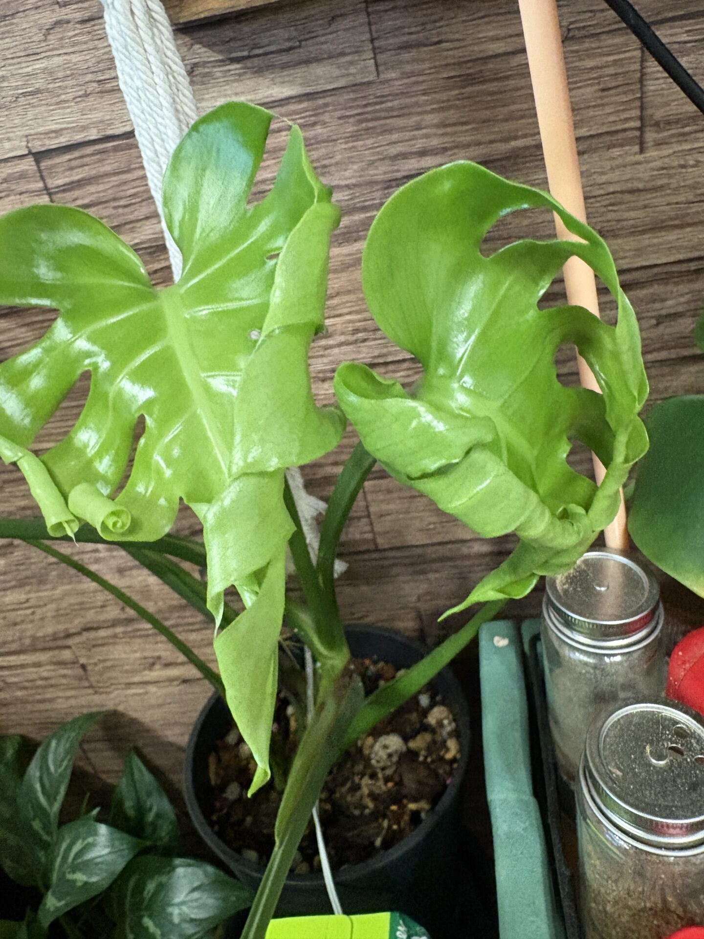 モンステラから新芽が2つ同時に出た｜成長が止まった株で見られた珍しい動き