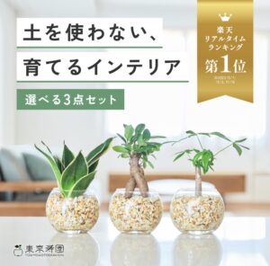 土を使わない観葉植物3点セットは初心者におすすめ？東京寿園のハイドロカルチャーを植物好き目線でチェック