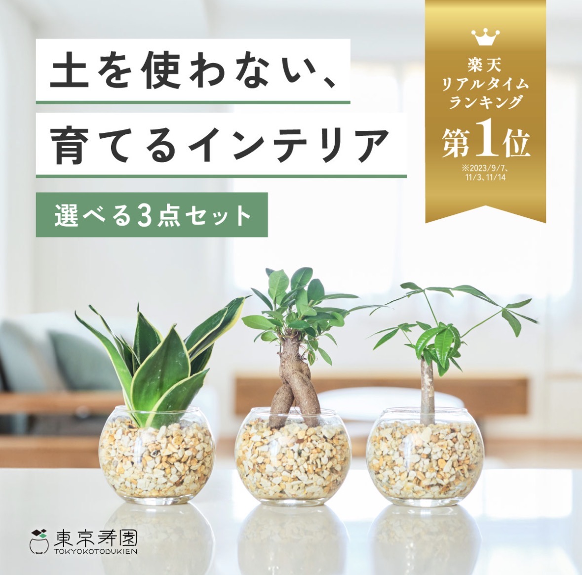 土を使わない観葉植物3点セットは初心者におすすめ？東京寿園のハイドロカルチャーを植物好き目線でチェック