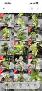 モンステラ・エピプレムノイデスの株分け株を販売中｜幼株でもアダンソニーとは雰囲気が違う