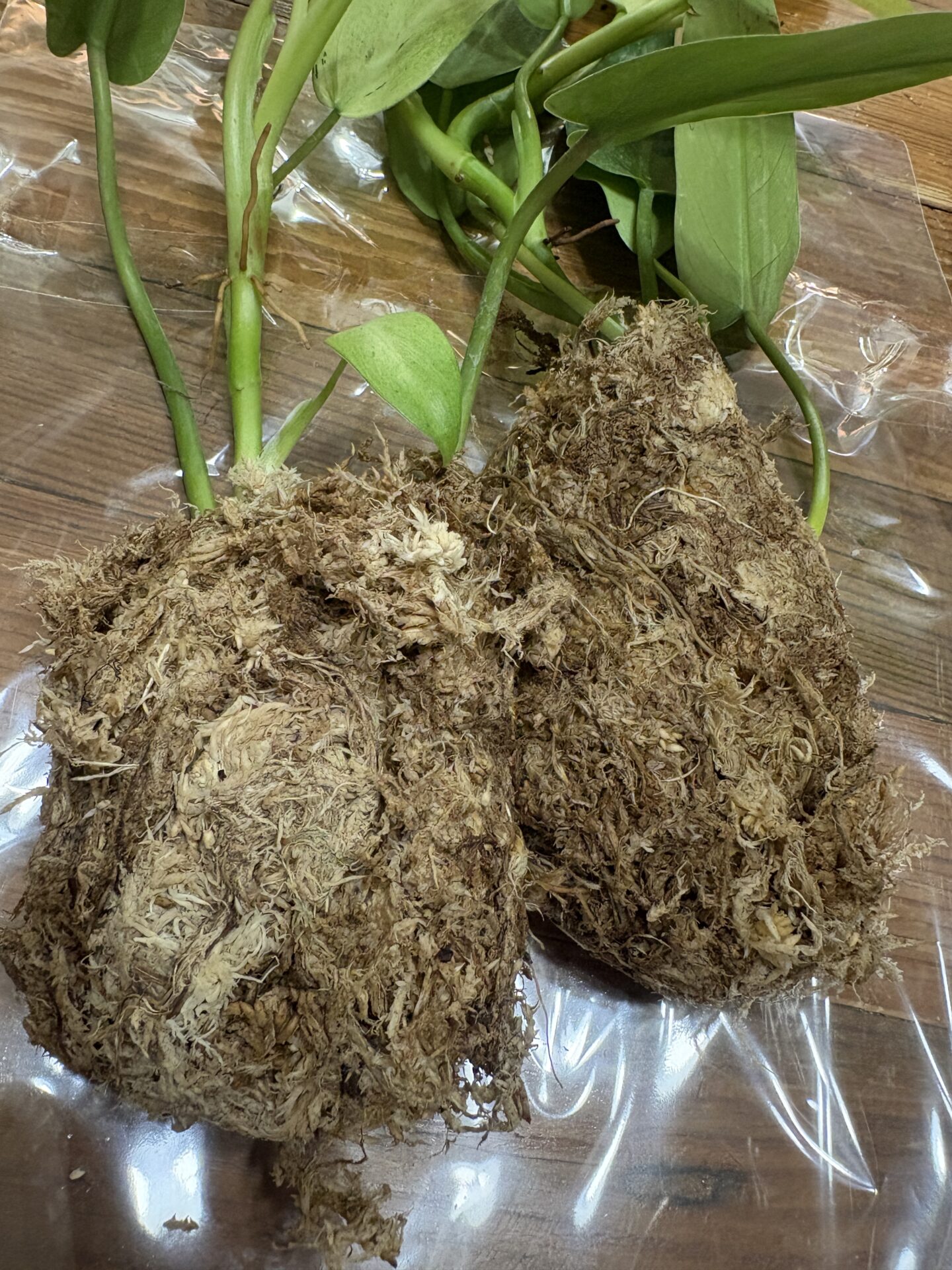オキボタで海外ナーセリーの植物を買ったら｜水苔巻き・根が少ない株はすぐ植え替えない