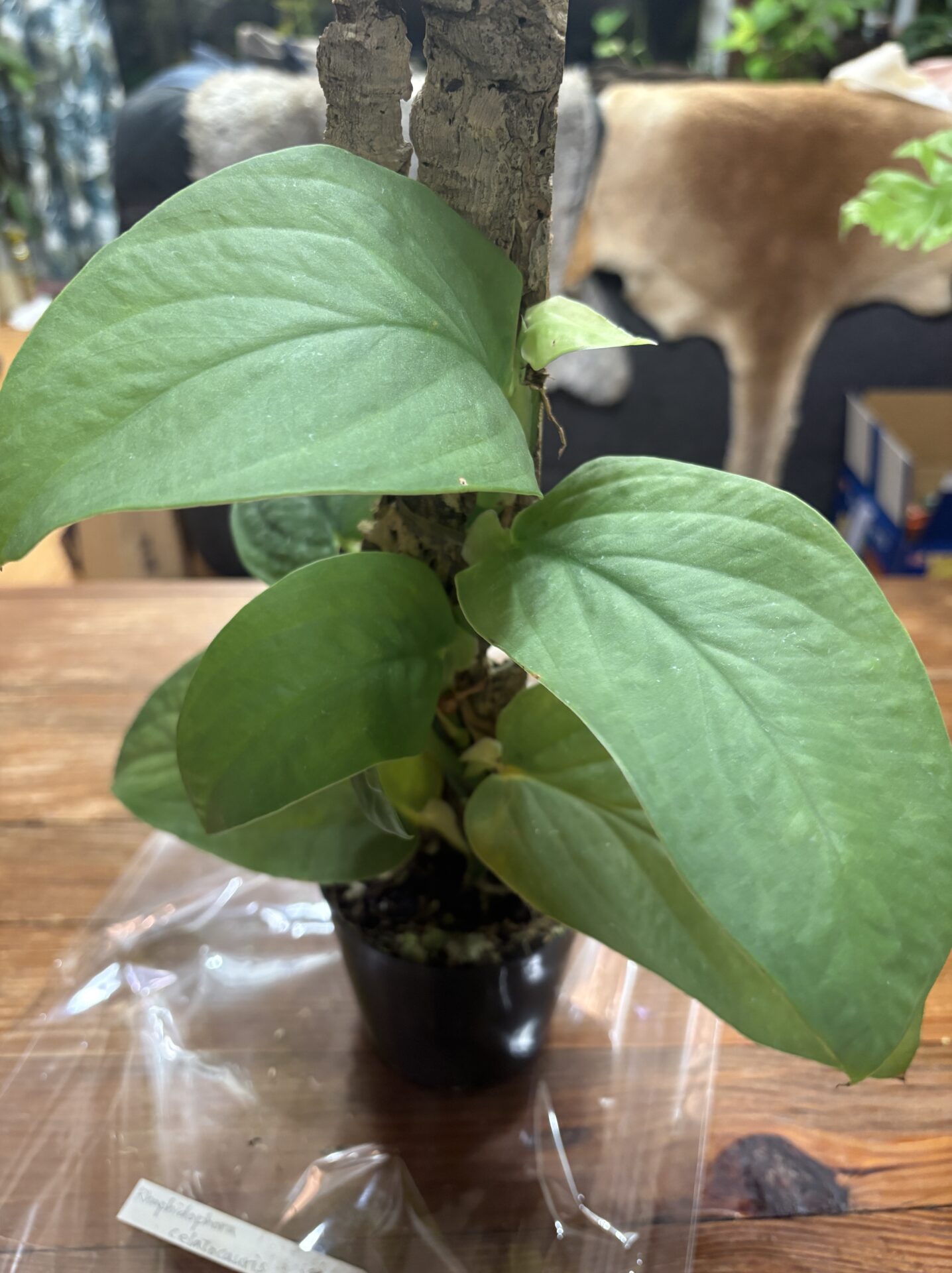 欲しかったサキシマハブカズラをオキボタで発見？「Rhaphidophora celatocaulis」を調べたらシノニムだった