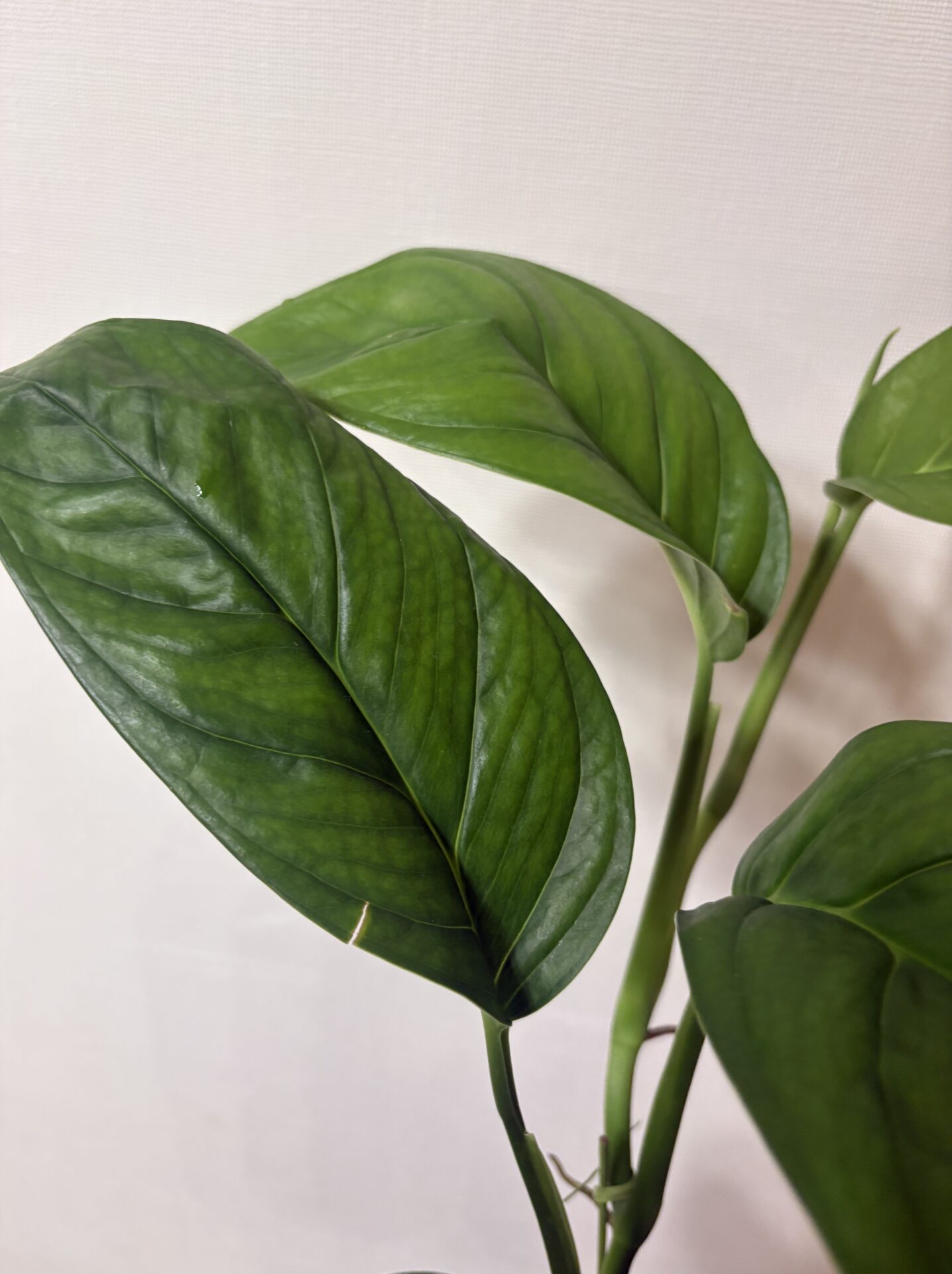 モンステラsp.エクアドルを再び購入｜細い茎から太くなり、葉に穴が開くまで育てた記録
