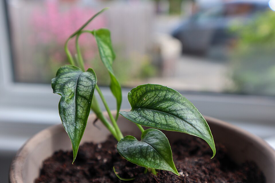 モンステラ シルテペカナ（Monstera siltepecana）の代表写真