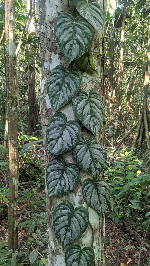 フィロデンドロン ブランティアナム（Philodendron brandtianum）の代表写真