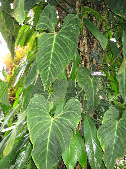 フィロデンドロン ギガス（Philodendron gigas）の代表写真