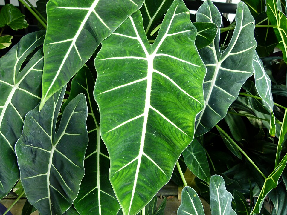 アロカシア ミコリツィアナ（Alocasia micholitziana）の代表写真